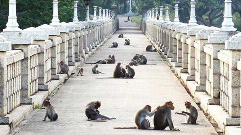 Maymun Borsası